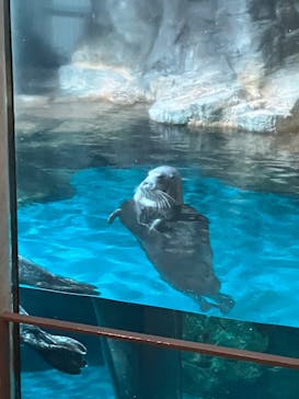 大分マリーンパレス水族館 「うみたまご」に投稿された画像（2025/8/9）