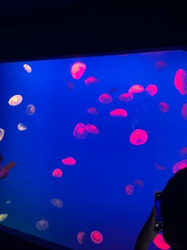 大分マリーンパレス水族館 「うみたまご」に投稿された画像（2025/8/9）