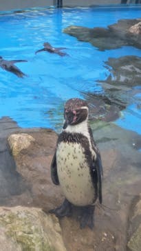 東武動物公園に投稿された画像（2025/8/9）