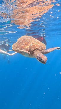 SHISHI石垣島（シシイシガキジマ）に投稿された画像（2025/8/9）