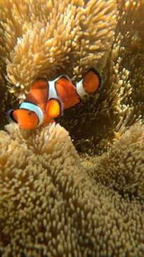 SHISHI石垣島（シシイシガキジマ）に投稿された画像（2025/8/9）