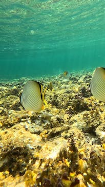 SHISHI石垣島（シシイシガキジマ）に投稿された画像（2025/8/9）