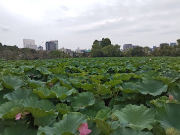 恩賜上野動物園に投稿された画像（2025/8/9）