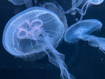 AOAO SAPPOROに投稿された画像（2025/8/9）