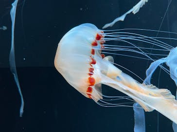 AOAO SAPPOROに投稿された画像（2025/8/9）