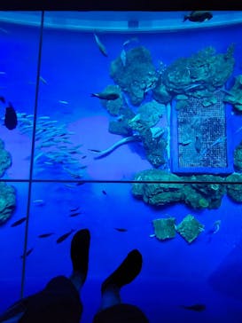 DMMかりゆし水族館に投稿された画像（2025/8/9）