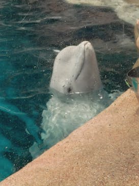 名古屋港水族館に投稿された画像（2025/8/9）