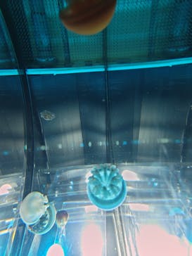 名古屋港水族館に投稿された画像（2025/8/9）