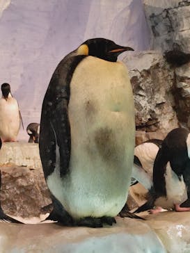 名古屋港水族館に投稿された画像（2025/8/9）