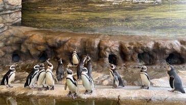 しながわ水族館に投稿された画像（2025/8/9）