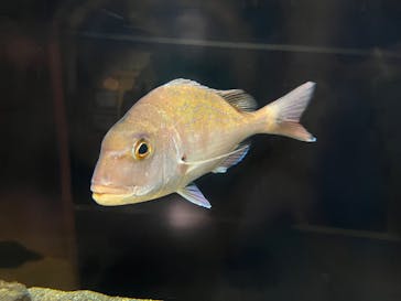 しながわ水族館に投稿された画像（2025/8/9）