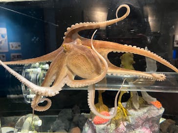 しながわ水族館に投稿された画像（2025/8/9）