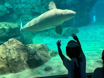 名古屋港水族館に投稿された画像（2025/8/9）