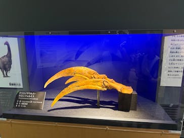 福井県立恐竜博物館に投稿された画像（2025/8/9）