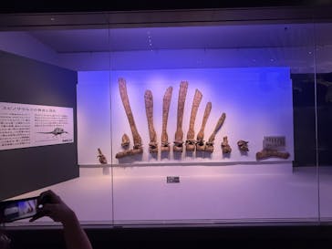 福井県立恐竜博物館に投稿された画像（2025/8/9）