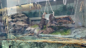 サンシャイン水族館に投稿された画像（2025/8/9）