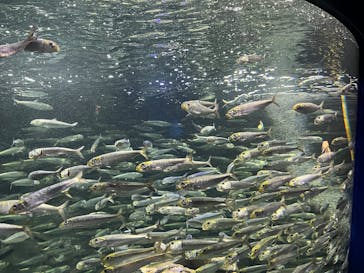 サンシャイン水族館に投稿された画像（2025/8/9）