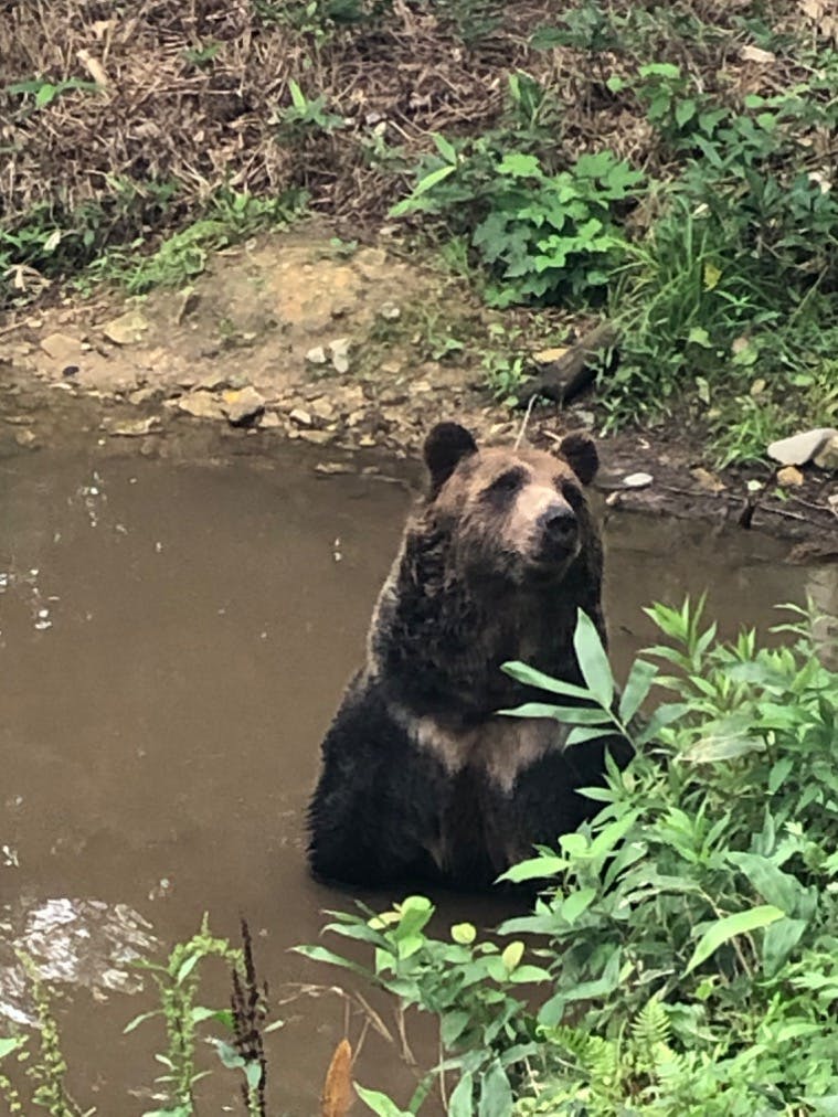サホロリゾート ベア・マウンテンの口コミ ｜山の一画を大胆に使った