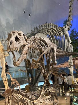 福井県立恐竜博物館に投稿された画像（2025/8/9）