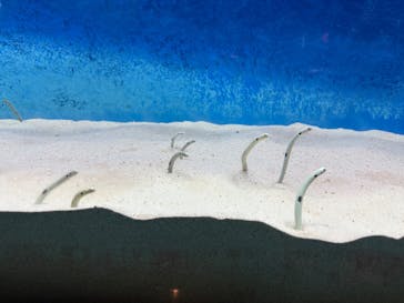 大分マリーンパレス水族館 「うみたまご」に投稿された画像（2025/8/9）