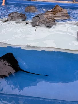 大分マリーンパレス水族館 「うみたまご」に投稿された画像（2025/8/9）