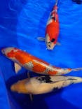 錦鯉・金魚アクアリウム in ときメッセに投稿された画像（2025/8/9）