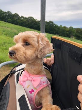 ひるがのピクニックガーデンに投稿された画像（2025/8/9）