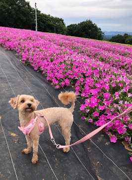 ひるがのピクニックガーデンに投稿された画像（2025/8/9）