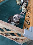 大分マリーンパレス水族館 「うみたまご」に投稿された画像（2025/8/9）