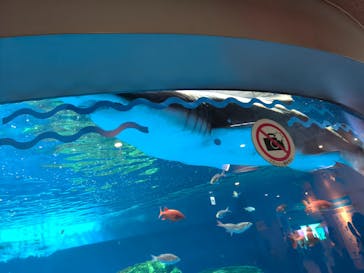 しながわ水族館に投稿された画像（2025/8/9）