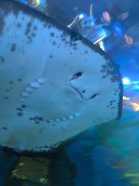 しながわ水族館に投稿された画像（2025/8/9）