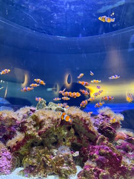 大分マリーンパレス水族館 「うみたまご」に投稿された画像（2025/8/9）