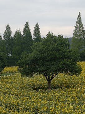 世羅高原農場に投稿された画像（2025/8/9）