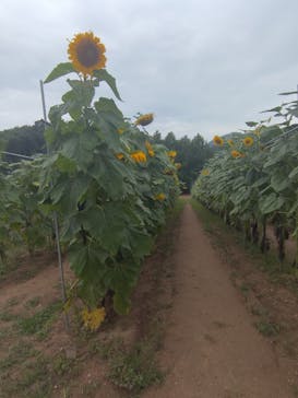 世羅高原農場に投稿された画像（2025/8/9）