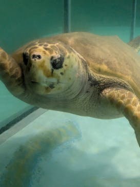 マリンワールド海の中道に投稿された画像（2025/8/9）