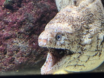 サンシャイン水族館に投稿された画像（2025/8/9）