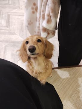 いぬカフェRio 池袋店に投稿された画像（2025/8/9）