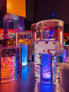 錦鯉・金魚アクアリウム in ときメッセに投稿された画像（2025/8/9）