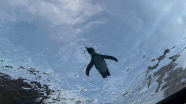 サンシャイン水族館に投稿された画像（2025/8/9）