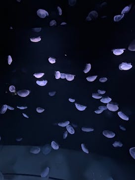 サンシャイン水族館に投稿された画像（2025/8/9）