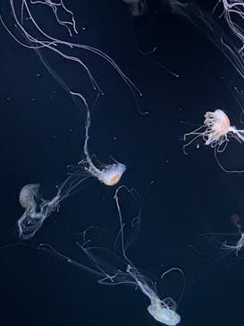 サンシャイン水族館に投稿された画像（2025/8/9）