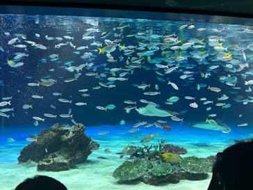 サンシャイン水族館に投稿された画像（2025/8/9）