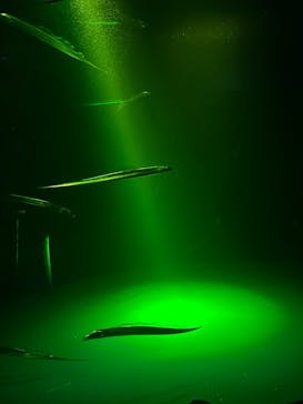 サンシャイン水族館に投稿された画像（2025/8/9）