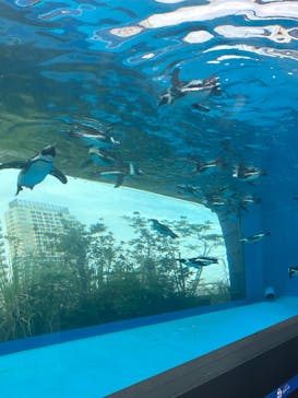 サンシャイン水族館に投稿された画像（2025/8/9）