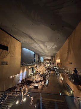 Ｂｏｎｅｓ２　ほねほね運動会　～はしる！とぶ！つかむ！～（いのちのたび博物館）に投稿された画像（2025/8/9）