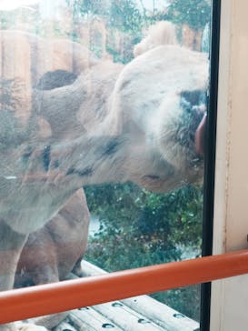 東京動物園協会_多摩動物公園に投稿された画像（2025/8/9）