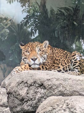 天王寺動物園に投稿された画像（2025/8/9）