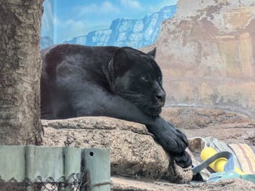 天王寺動物園に投稿された画像（2025/8/9）