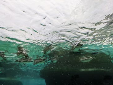 天王寺動物園に投稿された画像（2025/8/9）