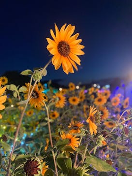 せんだい農業園芸センター　みどりの杜に投稿された画像（2025/8/9）